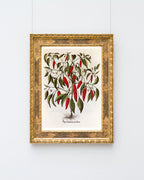 Piper Indicum Medium - Paprikagewächs