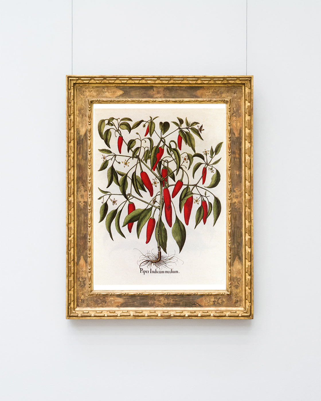 Piper Indicum Medium - Paprikagewächs