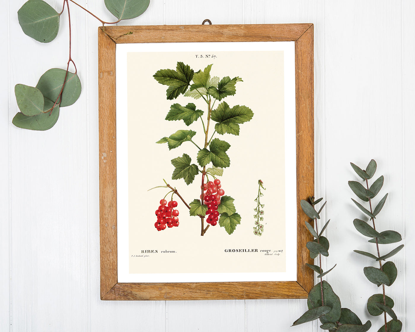 Ribes - Johannisbeer-Zweig