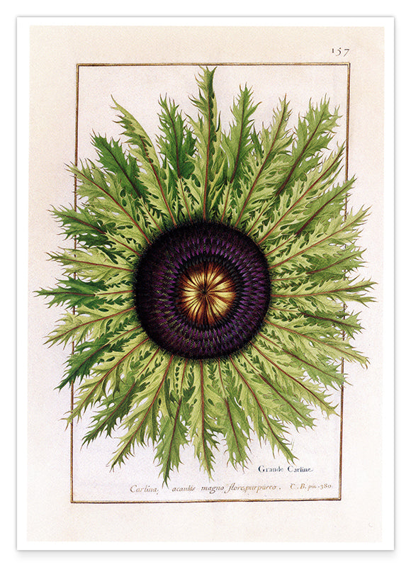 Calina - Eberwurzen Golddisteln