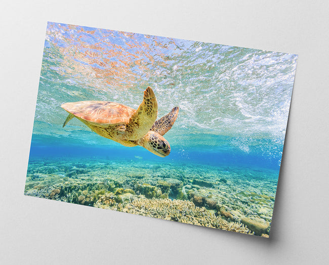 Schwimmende Schildkröte Main Image