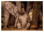Elefanten-Baby