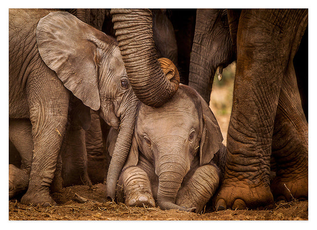 Elefanten-Baby Hover Image