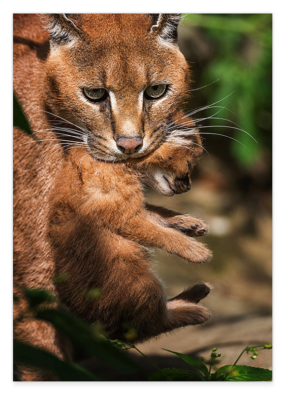 Karakal-Katze mit Baby Hover Image