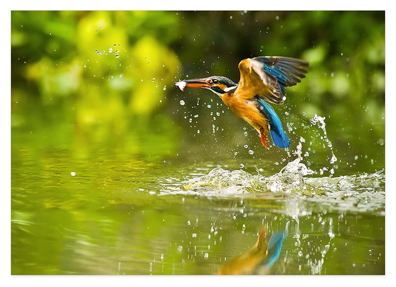 Jagender Eisvogel am Wasser