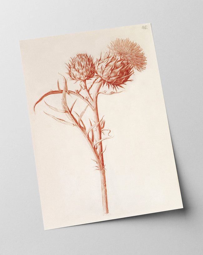 Zeichnung einer Distel Main Image