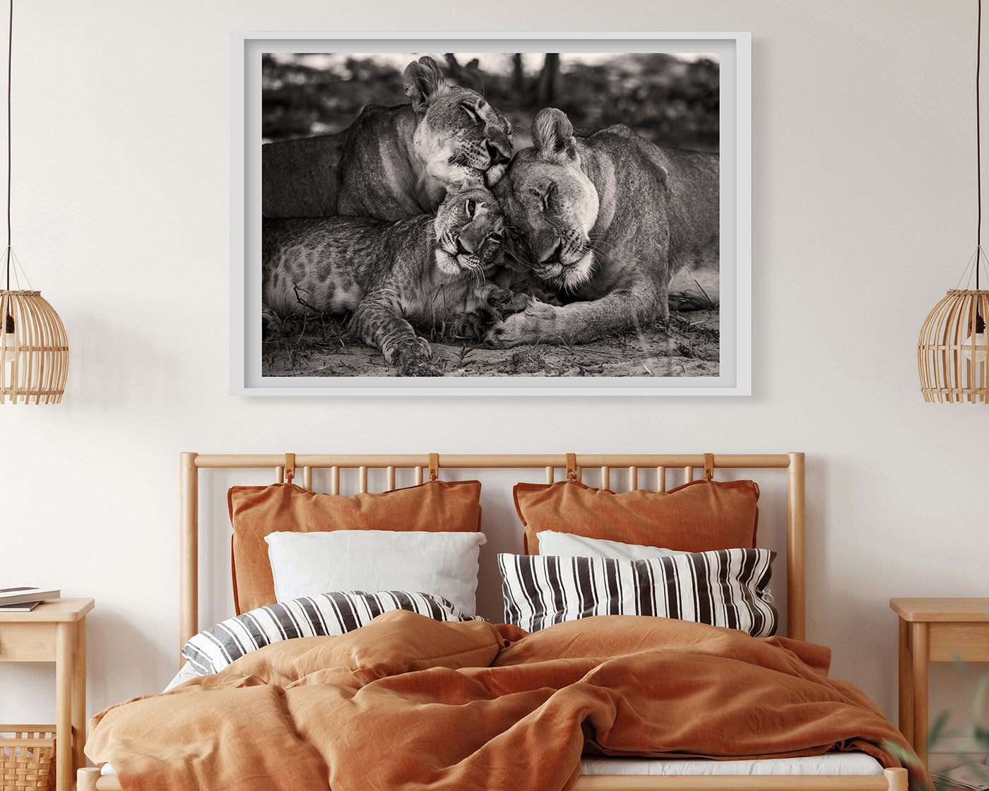 Kuschelnde Löwen in Schwarz-Weiß