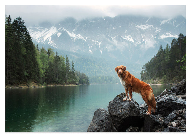 Hund in Berglandschaft Hover Image