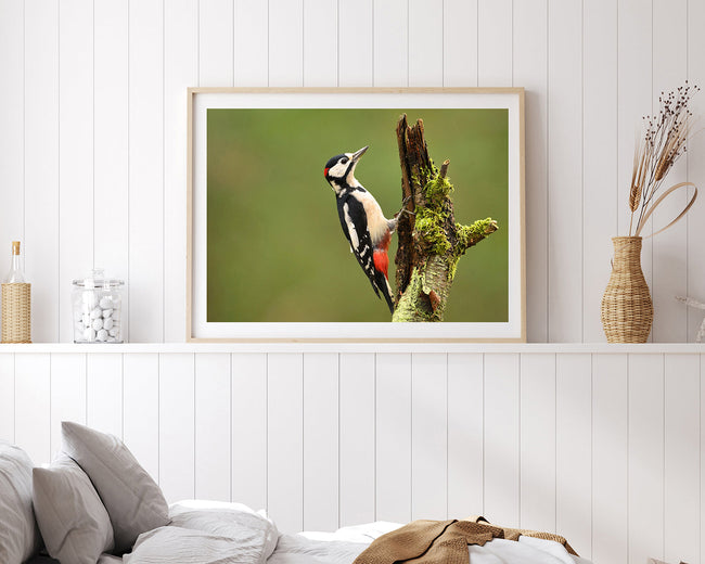 Specht am Baum Main Image