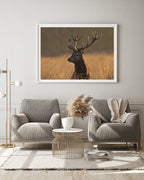 Hirsch im hohen Gras