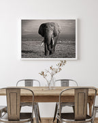 Elefant in Schwarz-Weiß