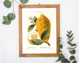 Citrus Medica - Zitrone am Zweig