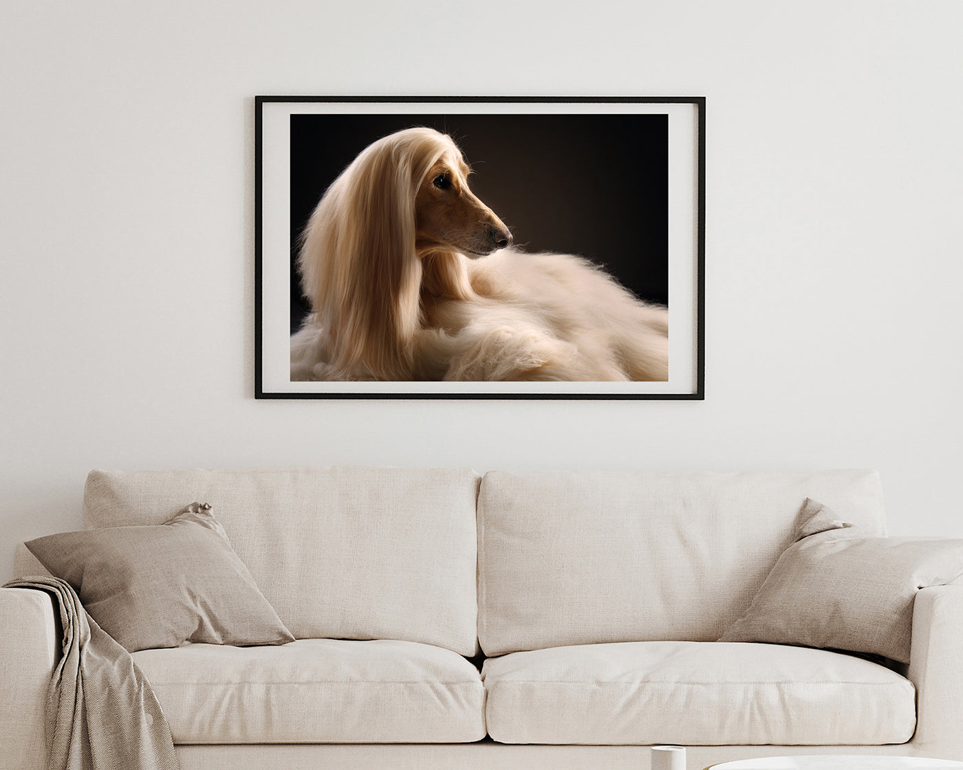 Eleganter Afghanen-Windhund