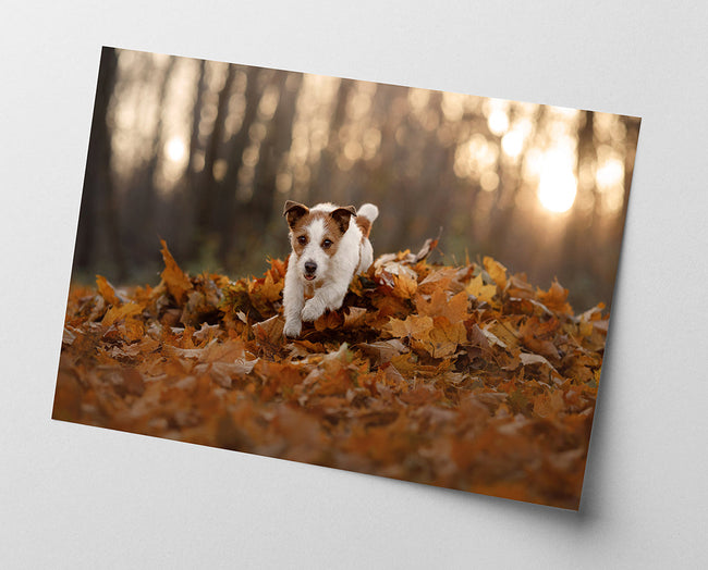 Jack Russel Terrier im Laub Main Image