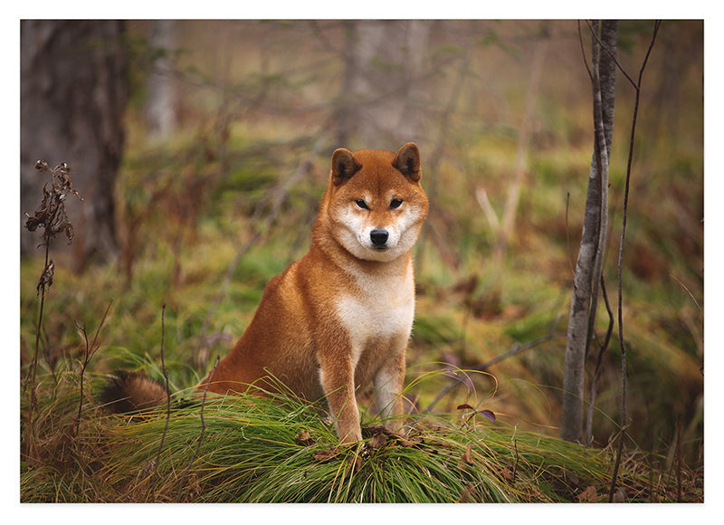 Shiba Inu im Wald