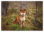 Shiba Inu im Wald
