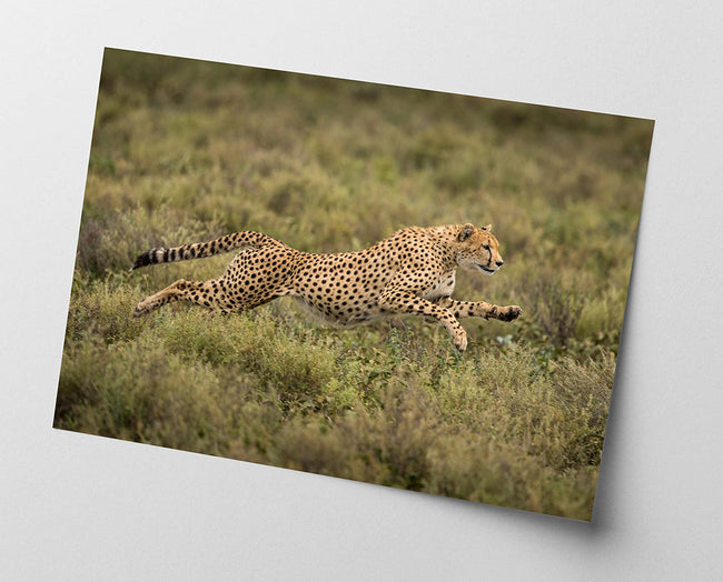 Rennender Gepard Main Image