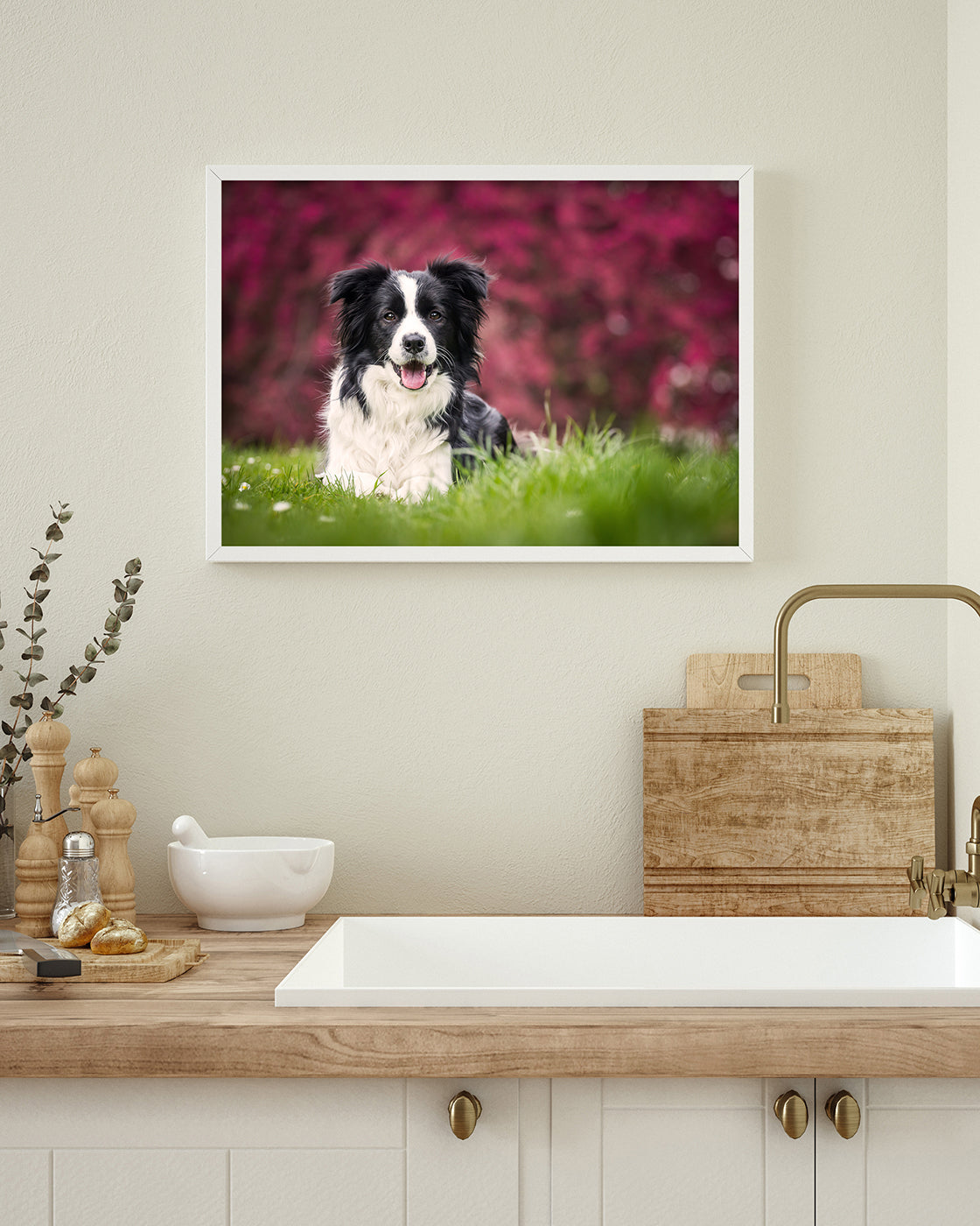 Border Collie