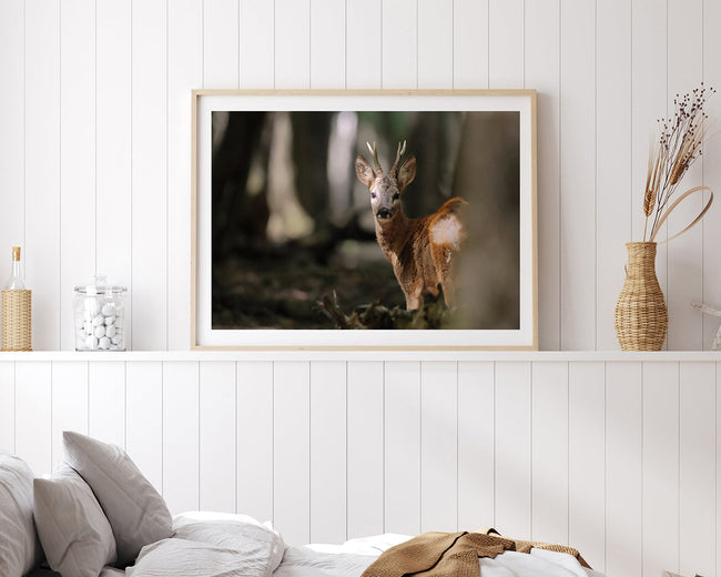 Rehbock im Wald Main Image