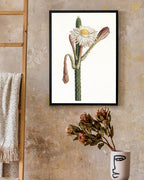 Cactus Ambiguus - Kaktus mit weißer Blüte