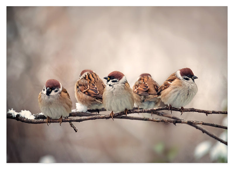 Spatzen auf einem Ast