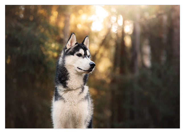 Husky im Wald Hover Image