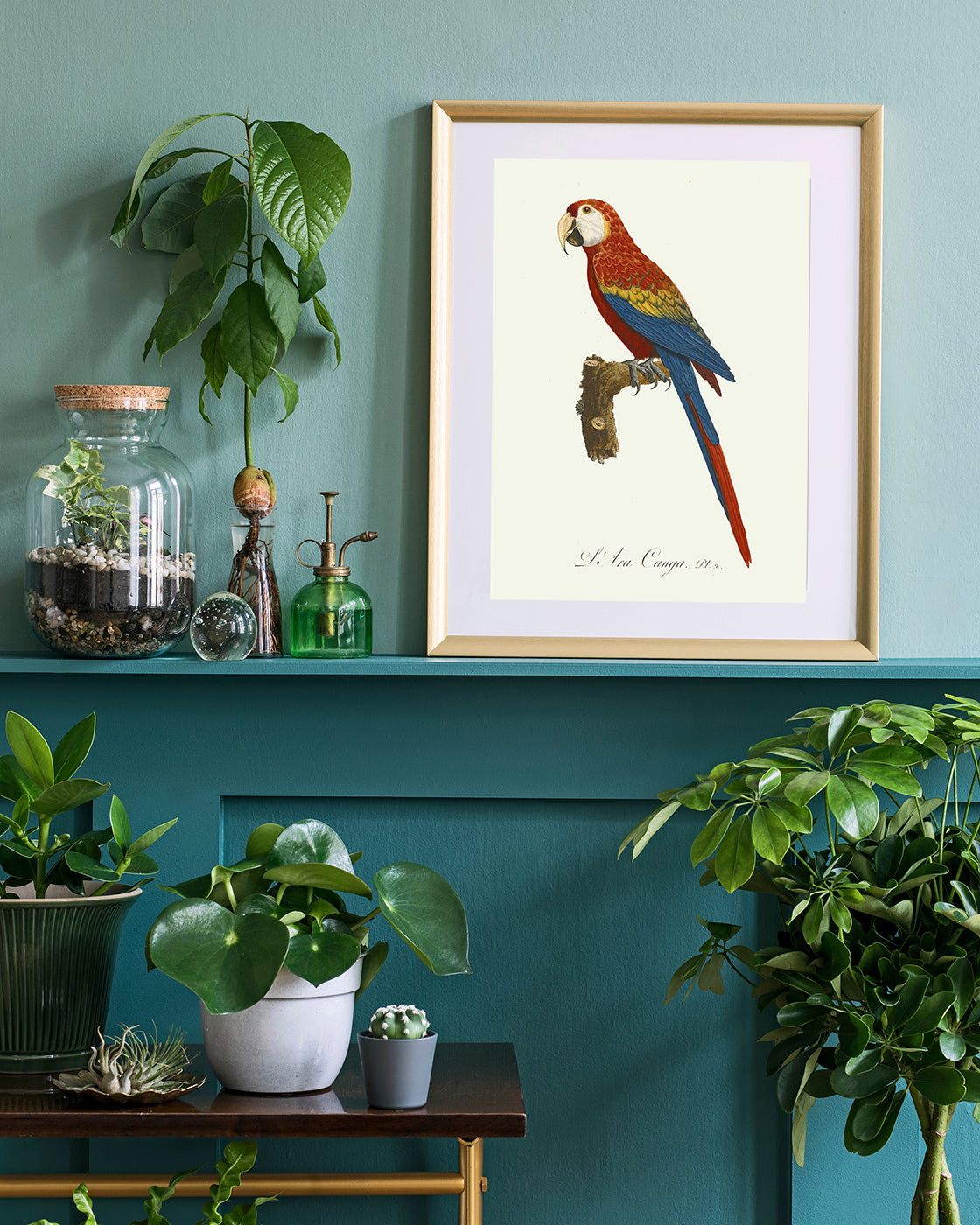 François Levaillant - Roter Ara