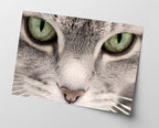 Katzen-Augen