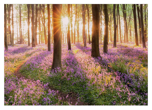 Blumenwiese im Wald Hover Image