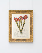 Physocalyx Aurantiacus - rote Blüten