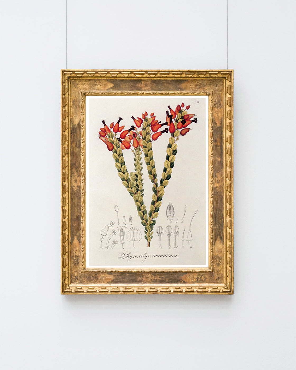 Physocalyx Aurantiacus - rote Blüten