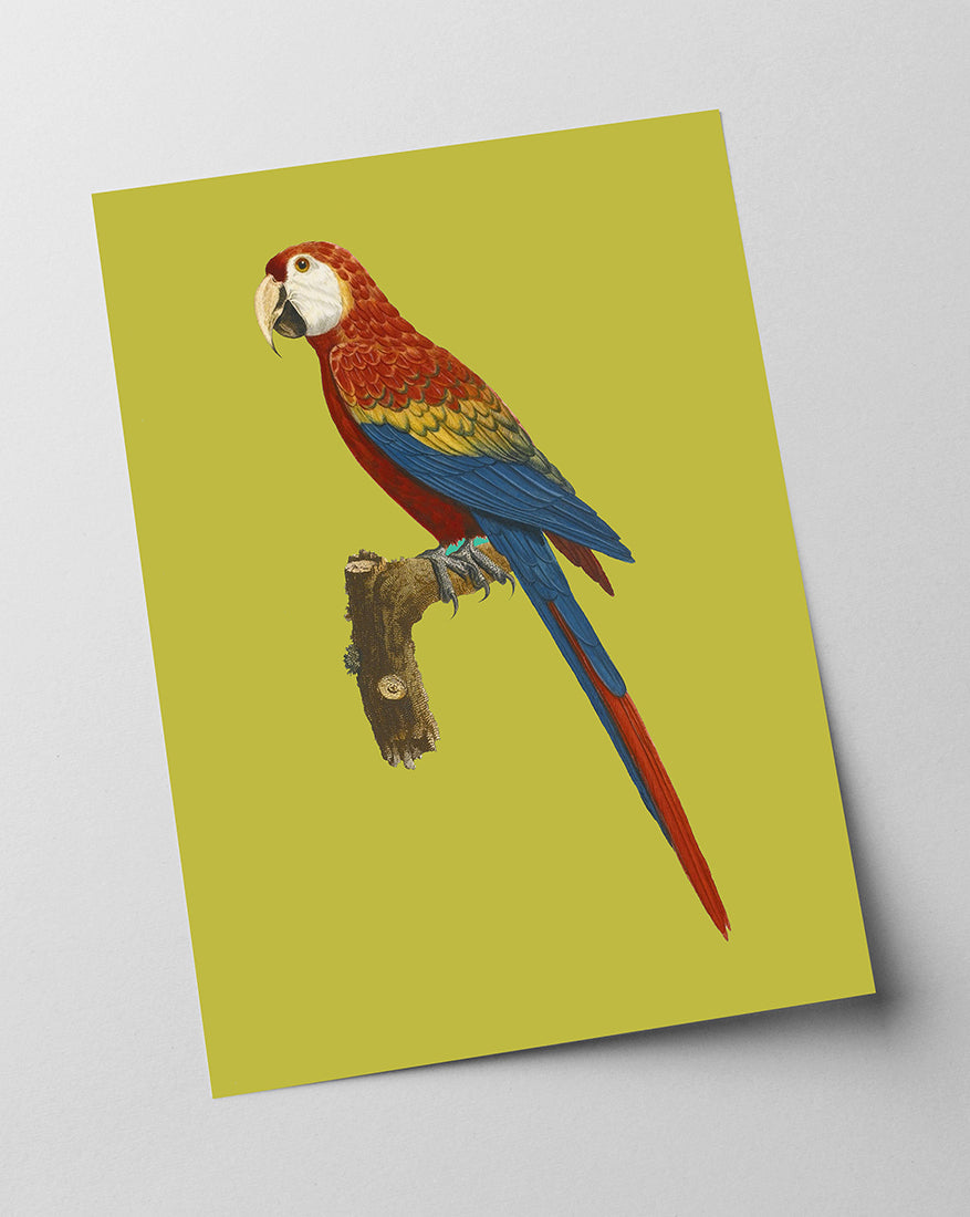 François Levaillant - Roter Ara