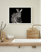 Zebra auf schwarzem Hintergrund