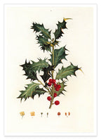 Stechpalme Weihnachten