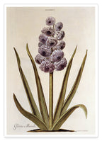 Pflanze mit lilafarbenen Blüten