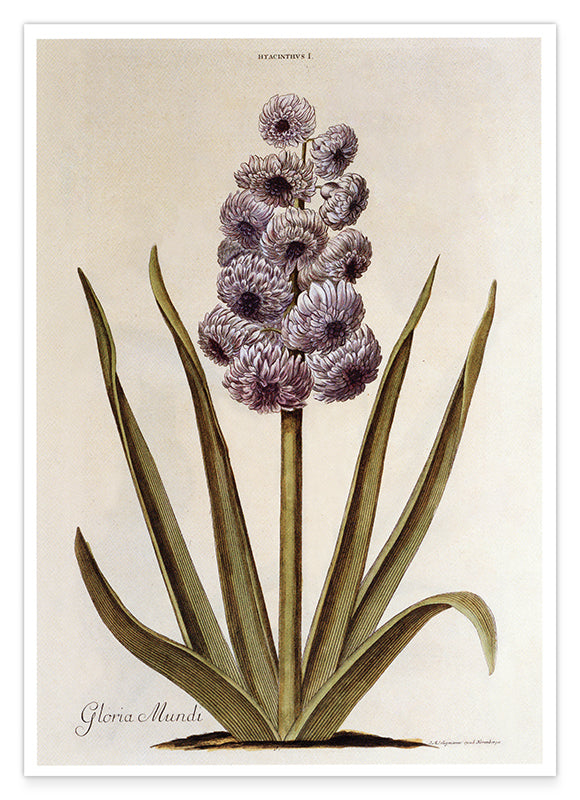 Pflanze mit lilafarbenen Blüten