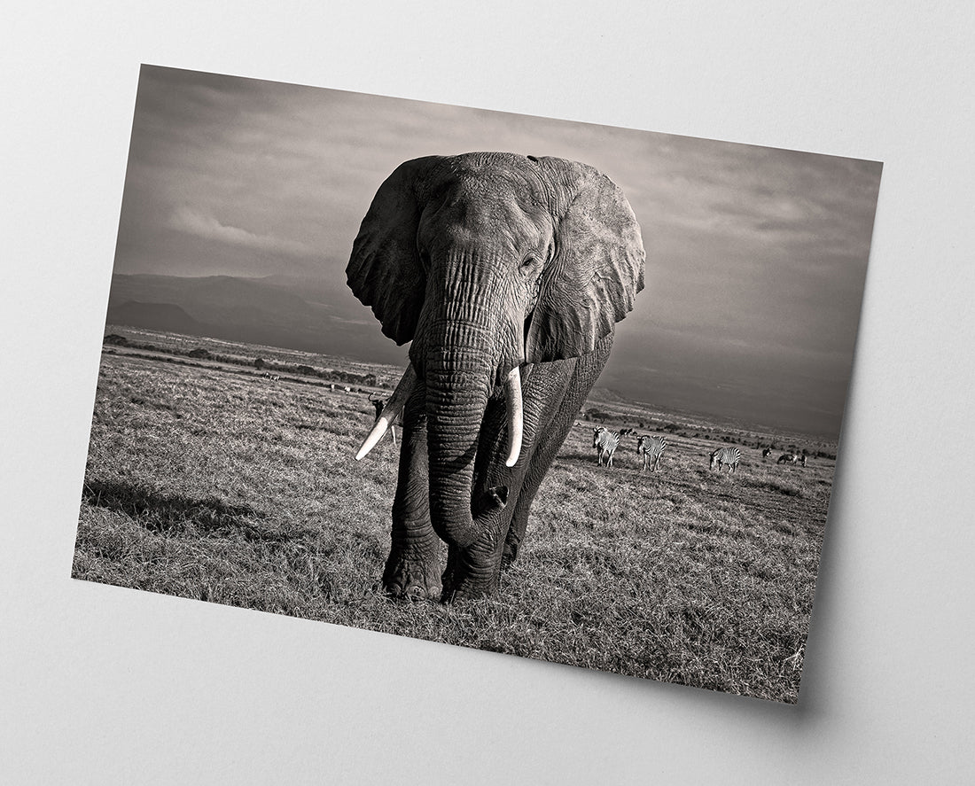 Elefant in Schwarz-Weiß