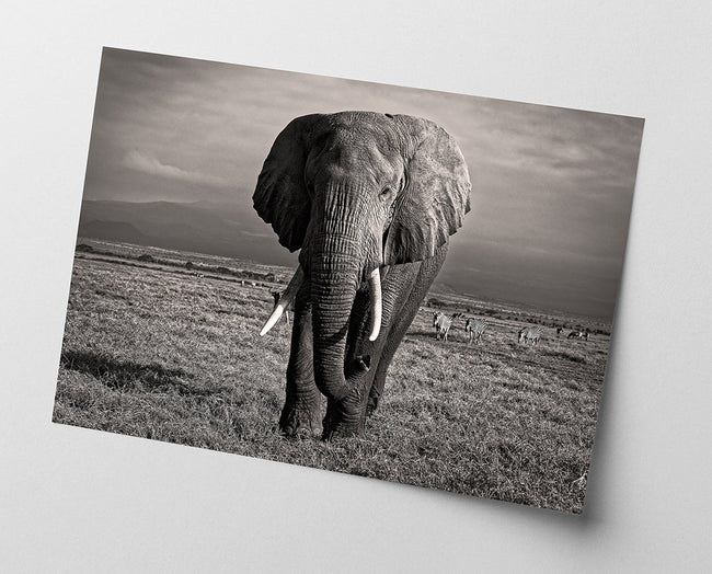 Elefant in Schwarz-Weiß Main Image