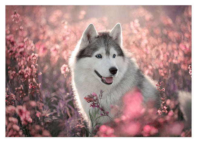 Husky in Blumenwiese Hover Image