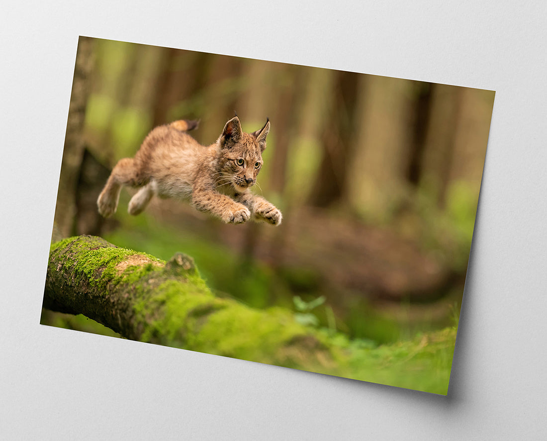 Springendes Luchs-Baby