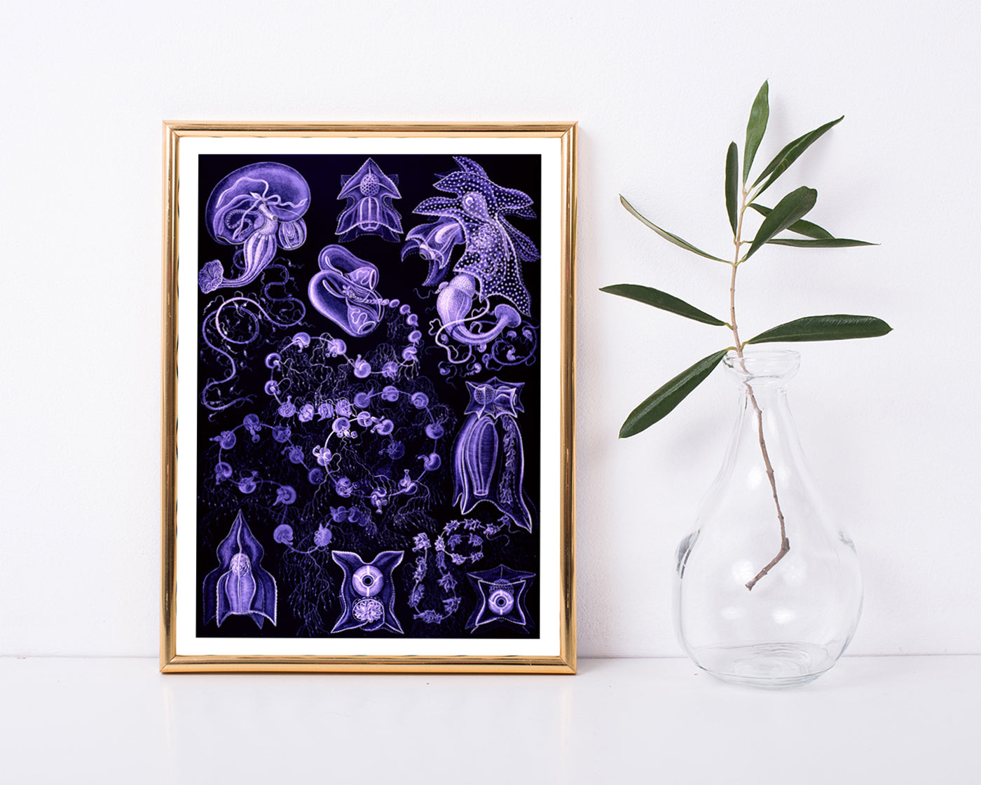 Ernst Haeckel - Kunstformen des Meeres in violett