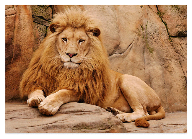 Stolzer Löwe Hover Image