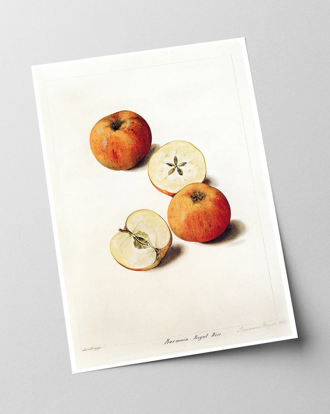 Pearmain Royal - Parmäne Apfel Main Image