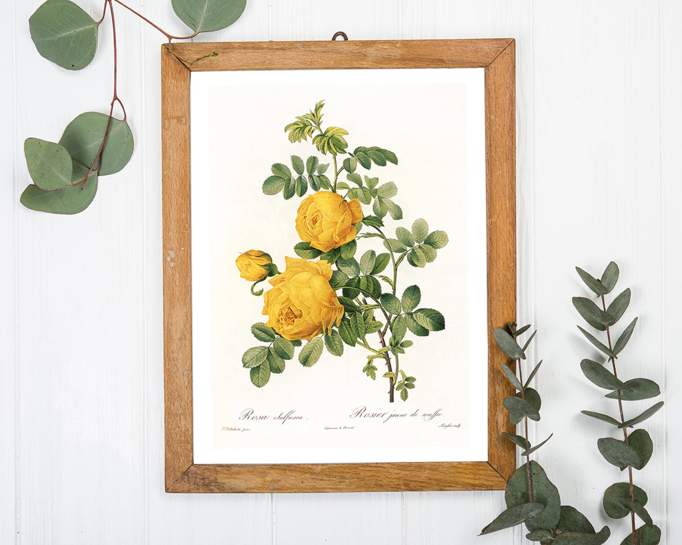 Rosenstrauch mit gelben Blüten