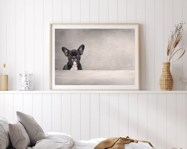 Schwarze französische Bulldogge Main Image