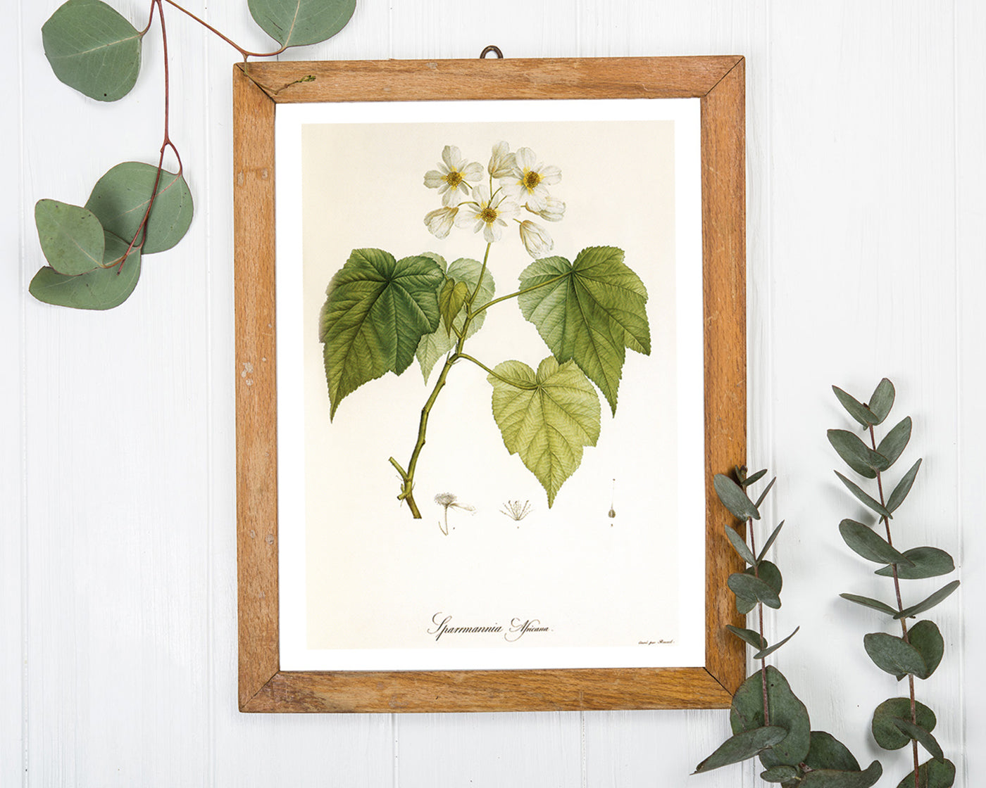 Sparrmannia Africana - Kapländische Zimmerlinde