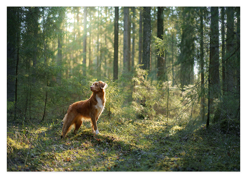 Hund im Wald