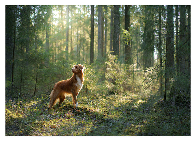 Hund im Wald Hover Image