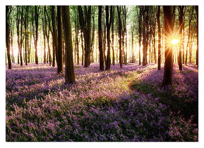 Blumenmeer im Wald Hover Image