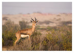 Afrikanische Springbock Antilope